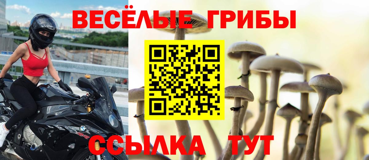 Псилоцибиновые грибы Psilocybine cubensis Кандалакша